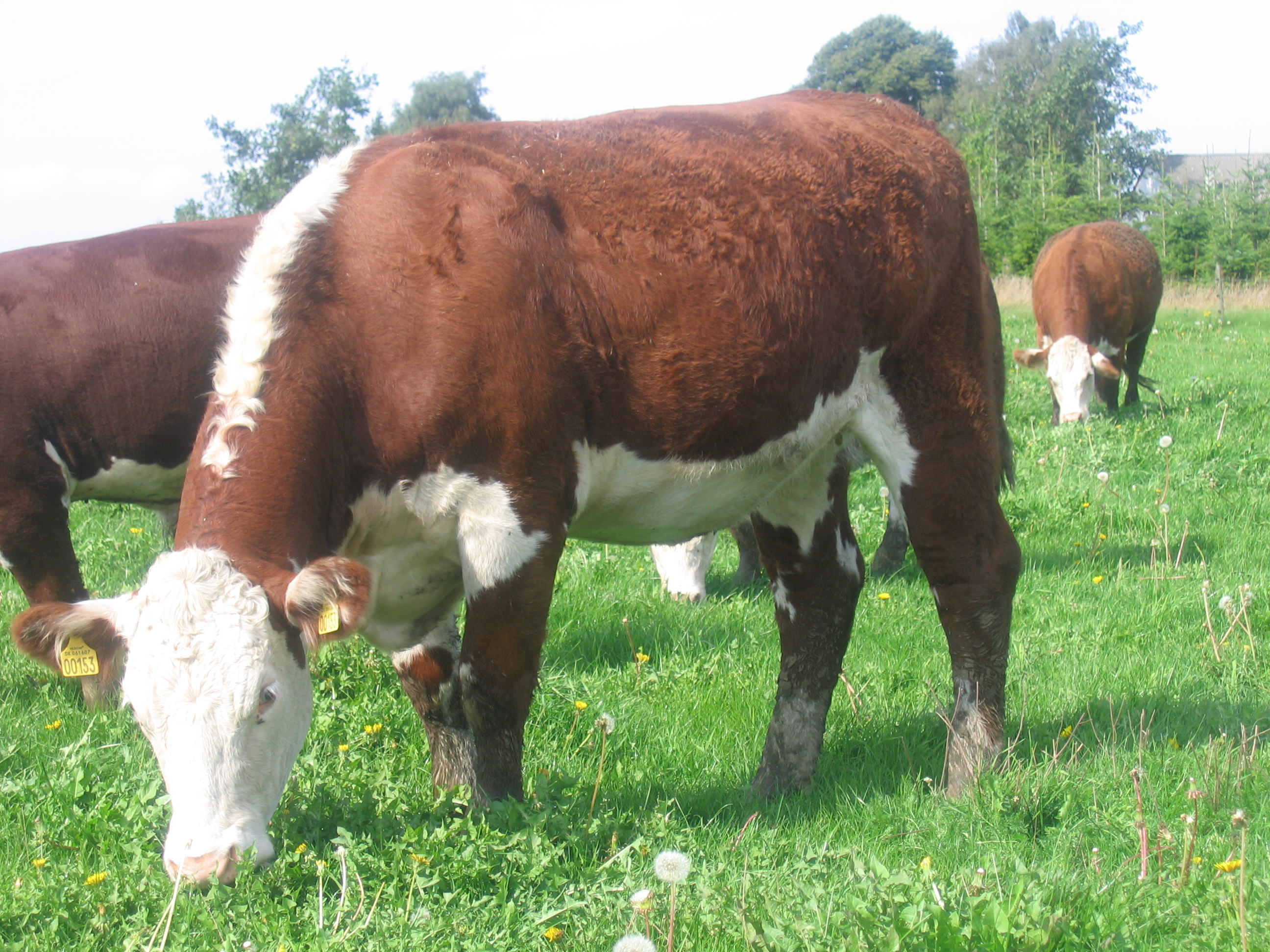 Hereford køer på græs