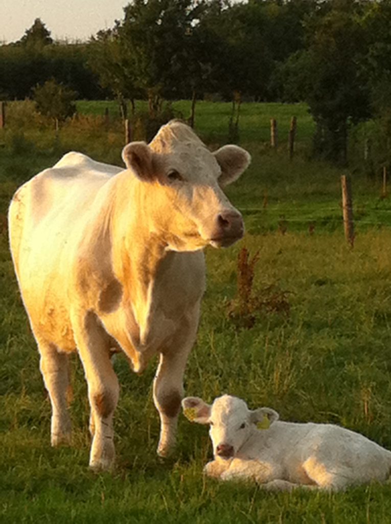 Charolais ko med kalv