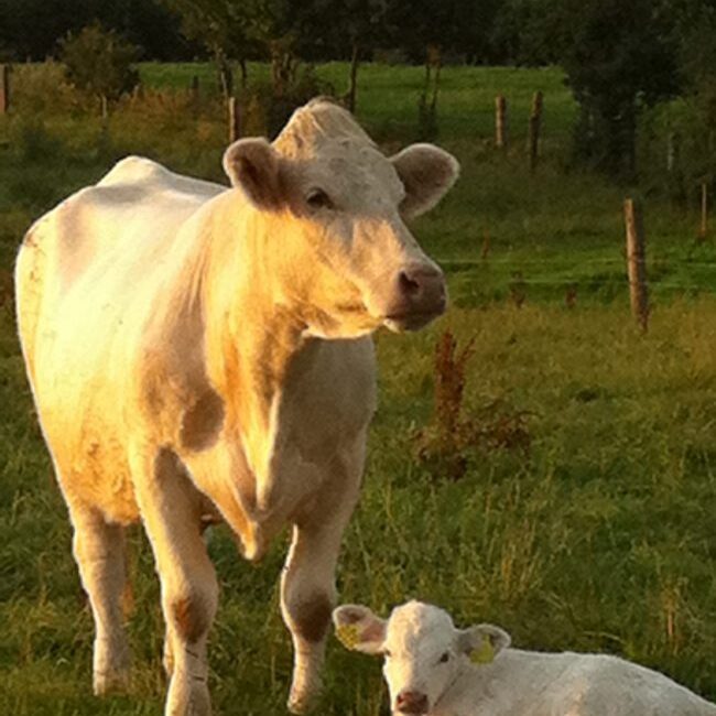 Charolais ko med kalv